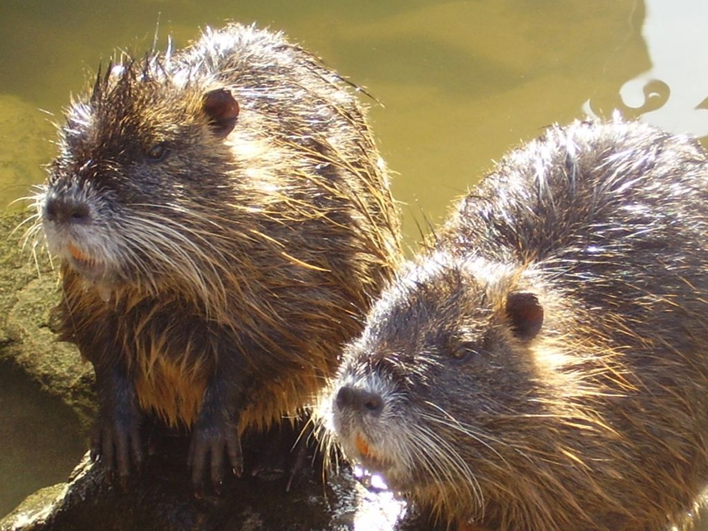 Nutrie - Myocastor Coypus