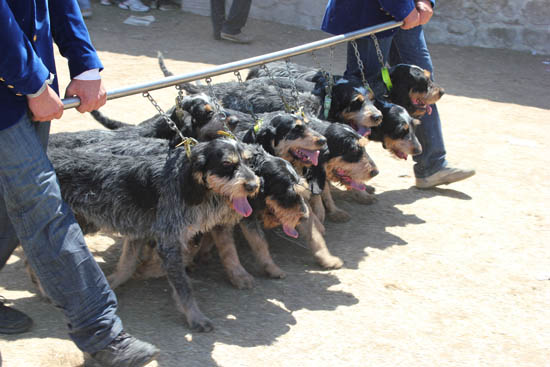 Game Fair - Tarquinia - Cani - Caccia - Esibizioni