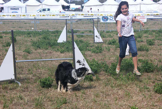 Agility Dog Agility Dog