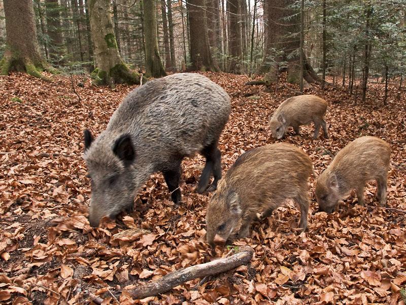 Cinghiali - Sus Scrofa - Scrofa con piccoli