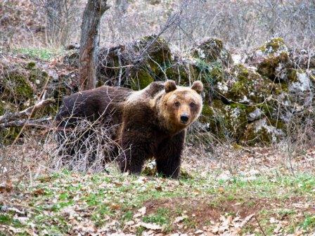 Orso Marsicano - Ursus arctos marsicanus - Parco d'Abruzzo