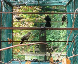 Richiami vivi - Caccia - Venatoria Richiami vivi - Caccia - Venatoria