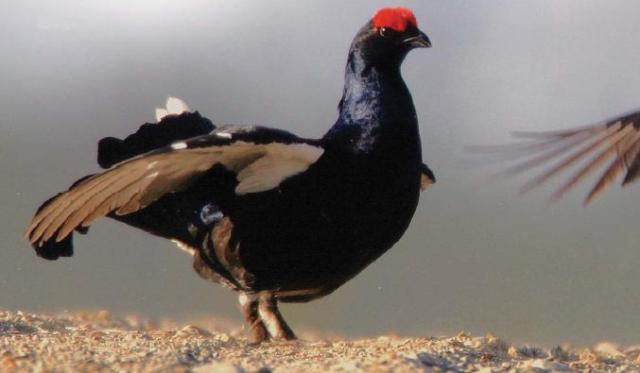 Gallo Cedrone - Tetrao urogallus Gallo Cedrone - Tetrao urogallus