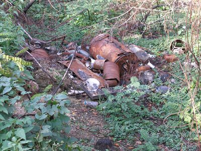 Rifiuti nel bosco - Ambiente - territorio