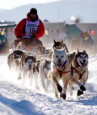Lo sled dog: fra caccia, leggenda e trekking