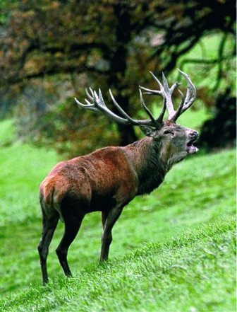 Cervo - Cervus elaphus