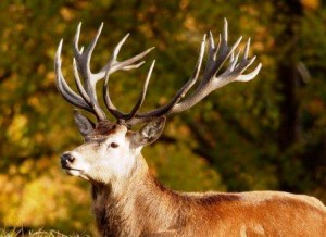 Caccia in Valle d'Aosta Caccia in Valle d'Aosta