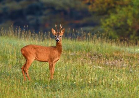 Capriolo - Capreolus Capreolus