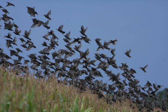 Sciame di Storni - Sturnus Vulgaris