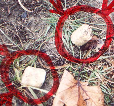 Bocconi avvelenati Bocconi avvelenati