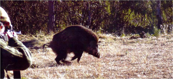 Caccia al Cinghiale - Sus Scrofa