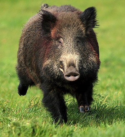 Cinghiale  - Sus Scrofa