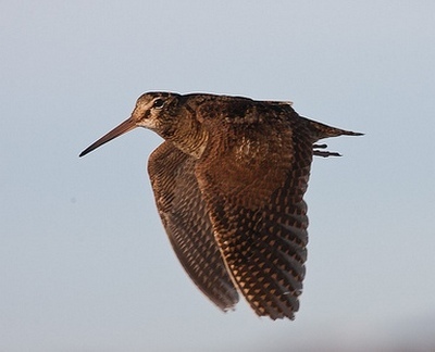 Beccaccia - Scolopax rusticola Beccaccia - Scolopax rusticola