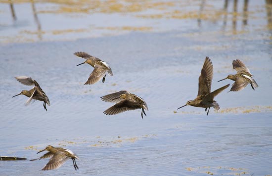 Beccaccini in volo - Gallinago gallinago 