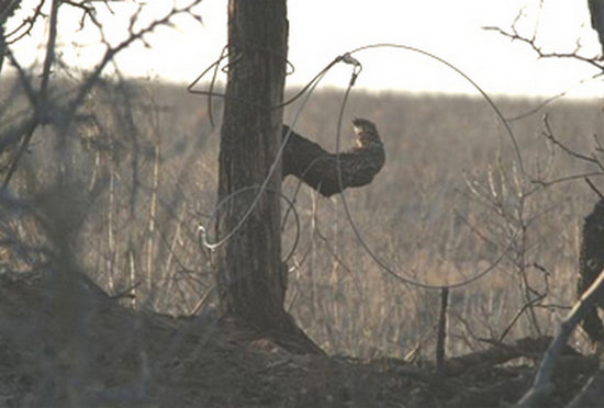 Trappola a lacci per bracconaggio Trappola a lacci per bracconaggio