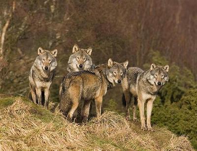 Branco di Lupi - Canis Lupus