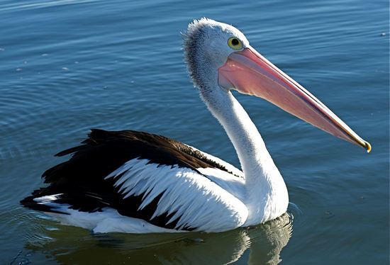 Pellicano - Pelcanus Pellicano - Pelcanus