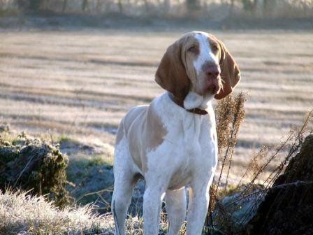 Bracco Italiano