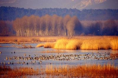 Caccia agli acquatici