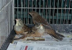 Richiami vivi Richiami vivi