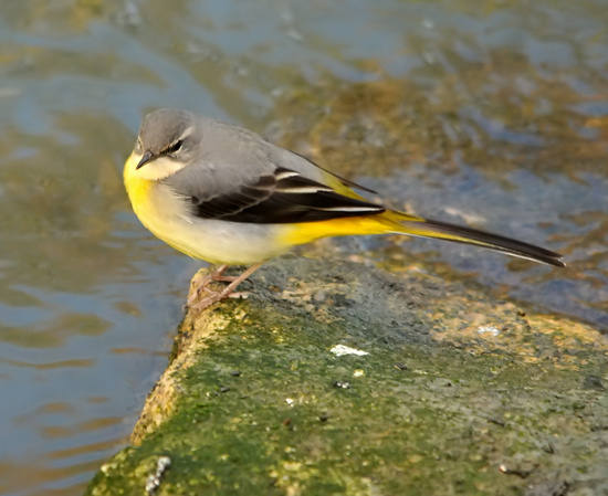 Ballerina Gialla - Montacilla Cinerea