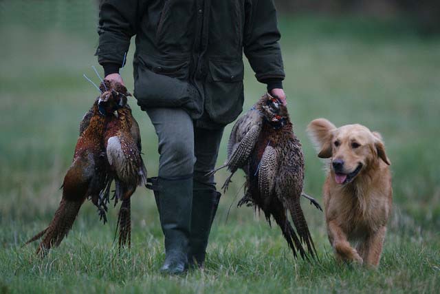 Cacciatore con cane - Fagiani Cacciatore con cane - Fagiani