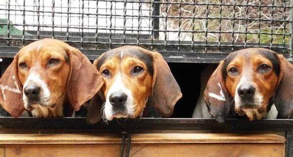 Cani da traccia - segugi - gabbia trasporto 