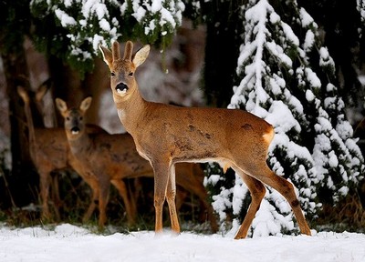 Capriolo - Capreolus Capreolus