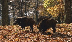 Controllo del cinghiale