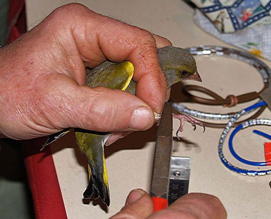 Inanellamento uccelli Inanellamento uccelli