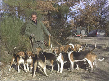 Beagle - Cani da caccia - Segugi