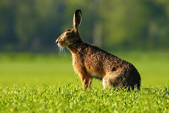 Lepre - Lepus Europaeus