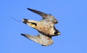 Gruppo Falconieri Italiani