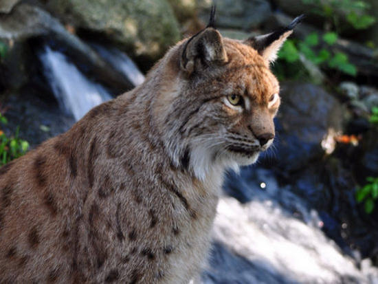 Lince Italiana - Lynx Lynx Alpina Lince Italiana - Lynx Lynx Alpina