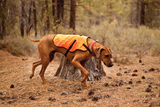 Cane da caccia durante una battuta di caccia dentro un bosco ligure