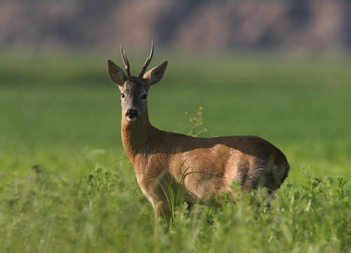 Capriolo - Capreolus Capreolus Capriolo - Capreolus Capreolus
