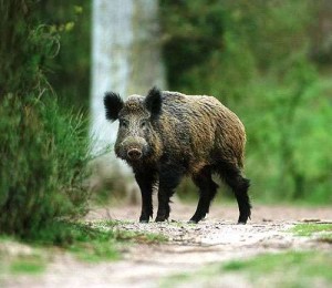 Caccia al cinghiale