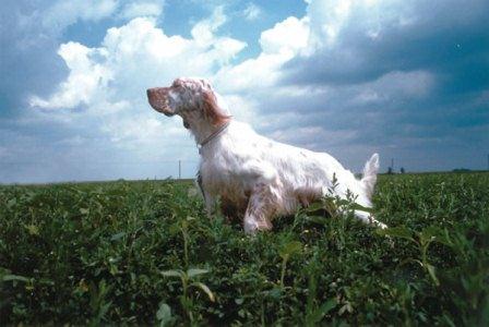 Sette Inglese - Cane da caccia - Ferma