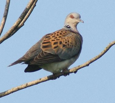 Tortora - Streptophelia turtur Tortora - Streptophelia turtur