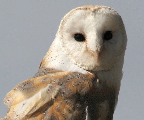 Barbagianni - Tyto Alba Barbagianni - Tyto Alba