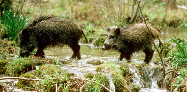 Cinghiali - Sus Scrofa