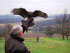 Cani da falconeria