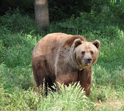 Orso Marsicano