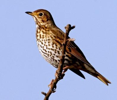 Tordo Bottaccio - Turdus Philomelos