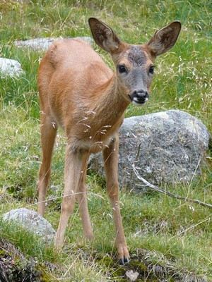 Capriolo - Capreolus Capreolus