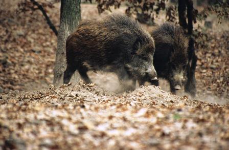 Cinghiali - Sus Scrofa