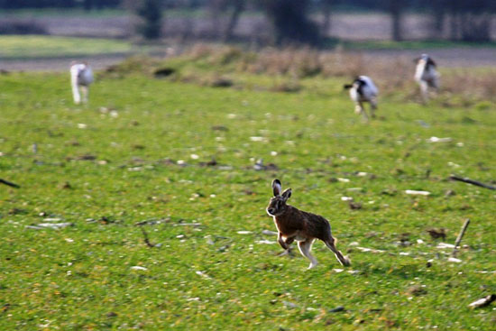 Caccia alla Lepre - Cani da seguita