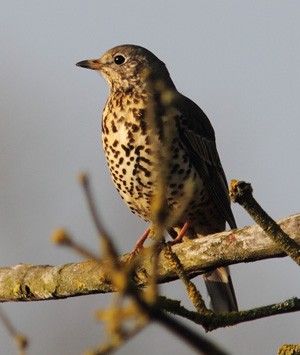 Tordo Bottaccio - Turdus Philomelos