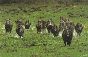 Caccia al cinghiale Caccia al cinghiale