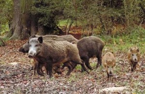 Caccia di selezione al cinghiale 